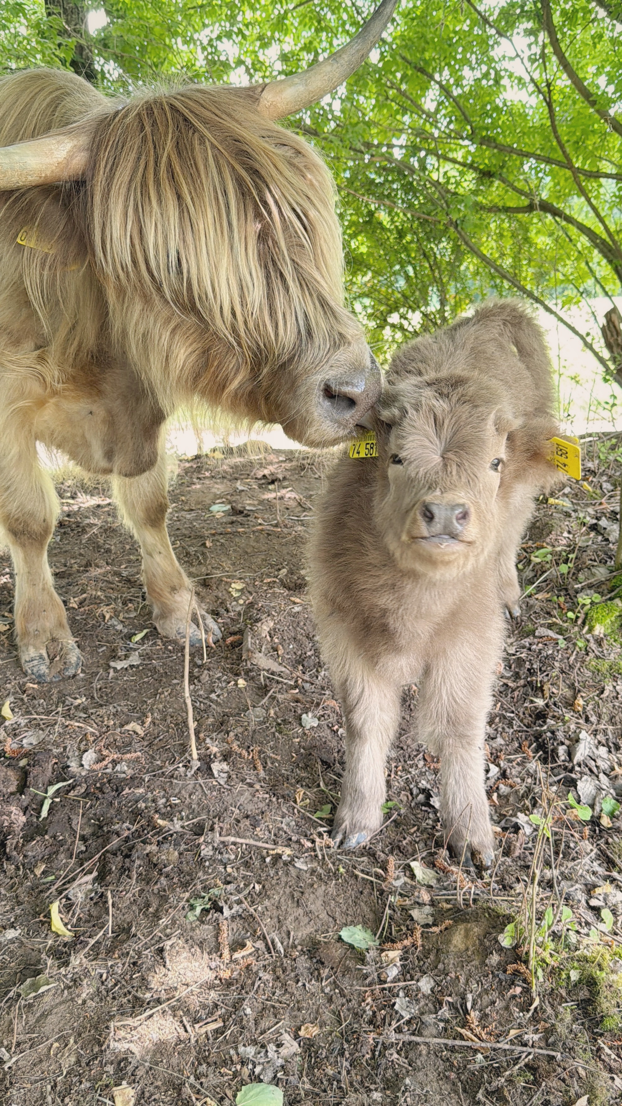 Nachwuchs auf dem Dresselhof
