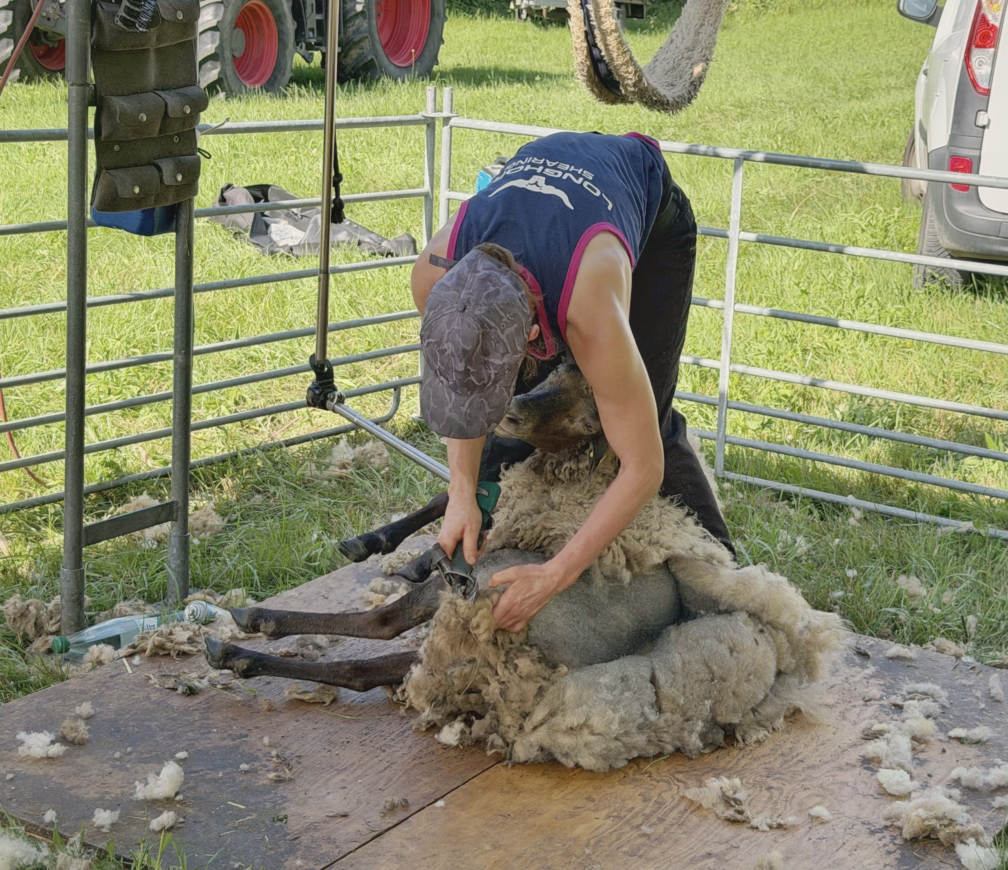 Sommerfrisur für unsere Schafe